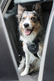 Active Canis Car Safe Harness L